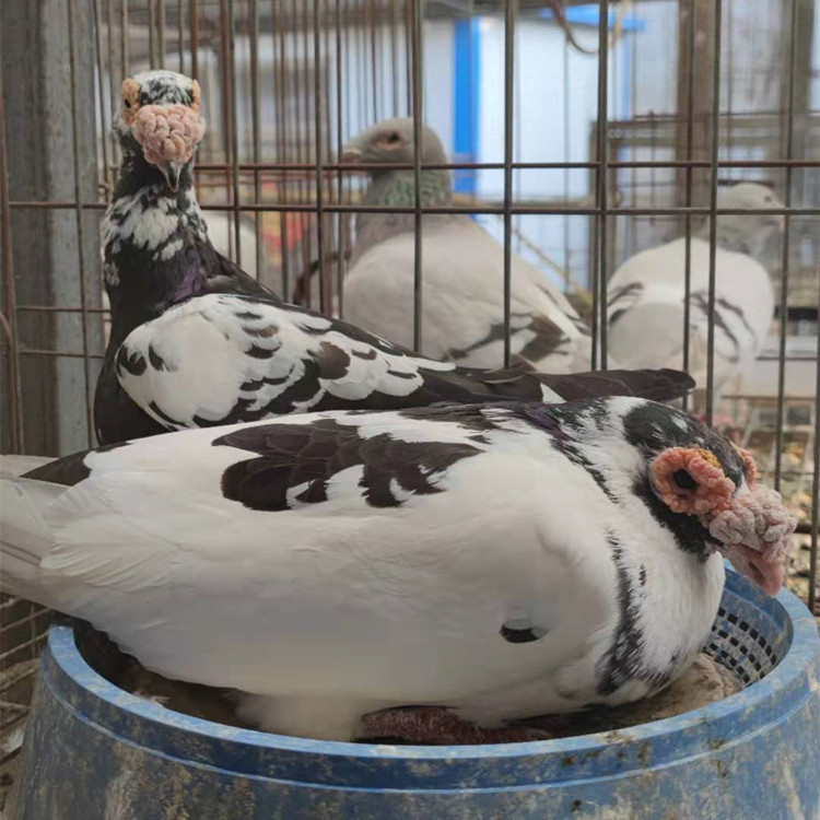 大鼻子鸽子图片 邮鸽大鼻子观赏鸽 大鼻子信鸽  弯梁大鼻子鸽子