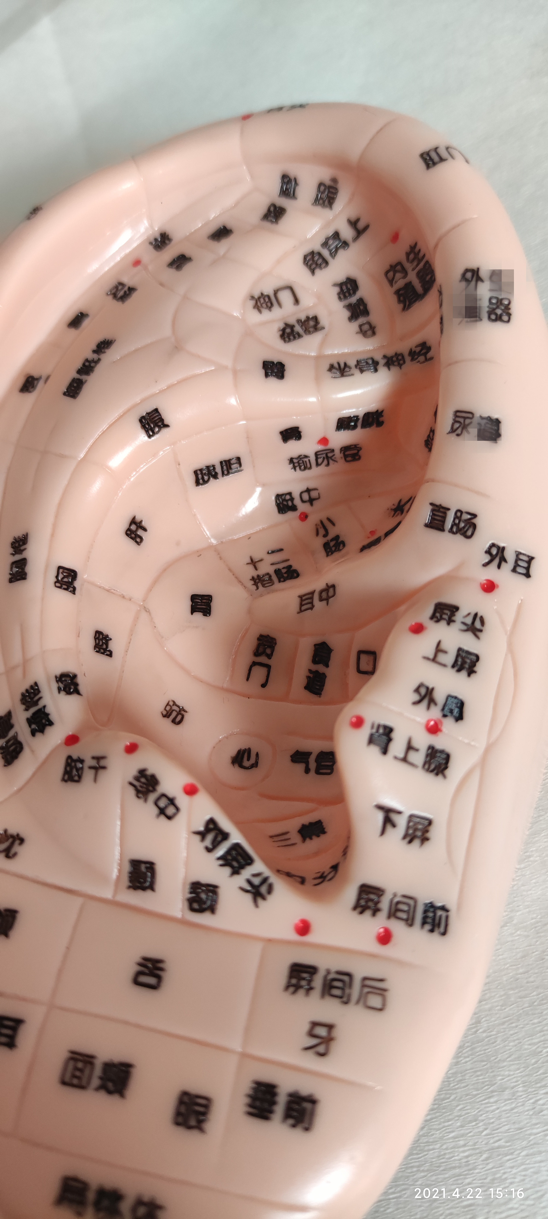 耳朵模型 按摩耳 针灸耳模型送耳图 送王不留耳穴贴送不锈钢镊子