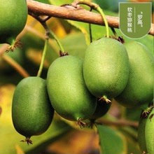 软枣猕猴桃苗红心猕猴桃正宗品种自花授粉当年结果南北方种植