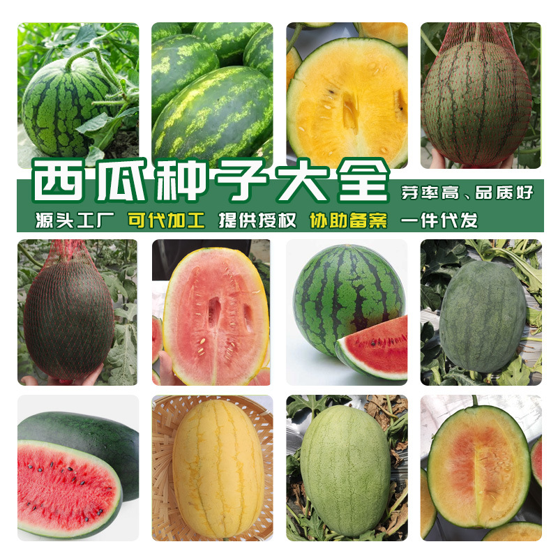 fruit watermelon seed complete collection of disease-resistant xinong eight early jia 8424 crack-resistant jingxin black giant watermelon seed