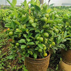 四季橘子树盆栽大金钱桔苗朱砂橘室内外阳台四季常青植物观赏带果