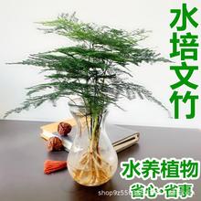 【水培文竹】室内绿植花卉盆栽水培植物四季常青客厅水培好养盆景