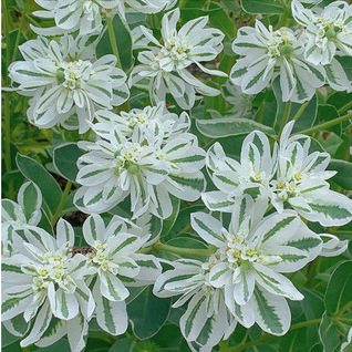 叶上花叶上白高山积雪鲜花云南直发昆明直批斗南花市配花配叶