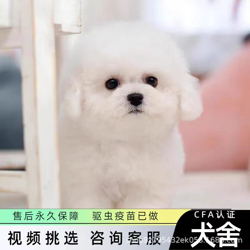 纯种比熊幼犬活体比熊犬泰迪犬小型犬茶杯犬博美犬茶杯犬宠物狗狗