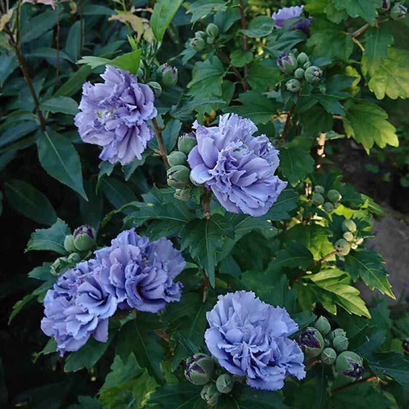 日本进口重瓣种紫玉木槿花耐寒耐热多年生盆栽扶桑花当年开花