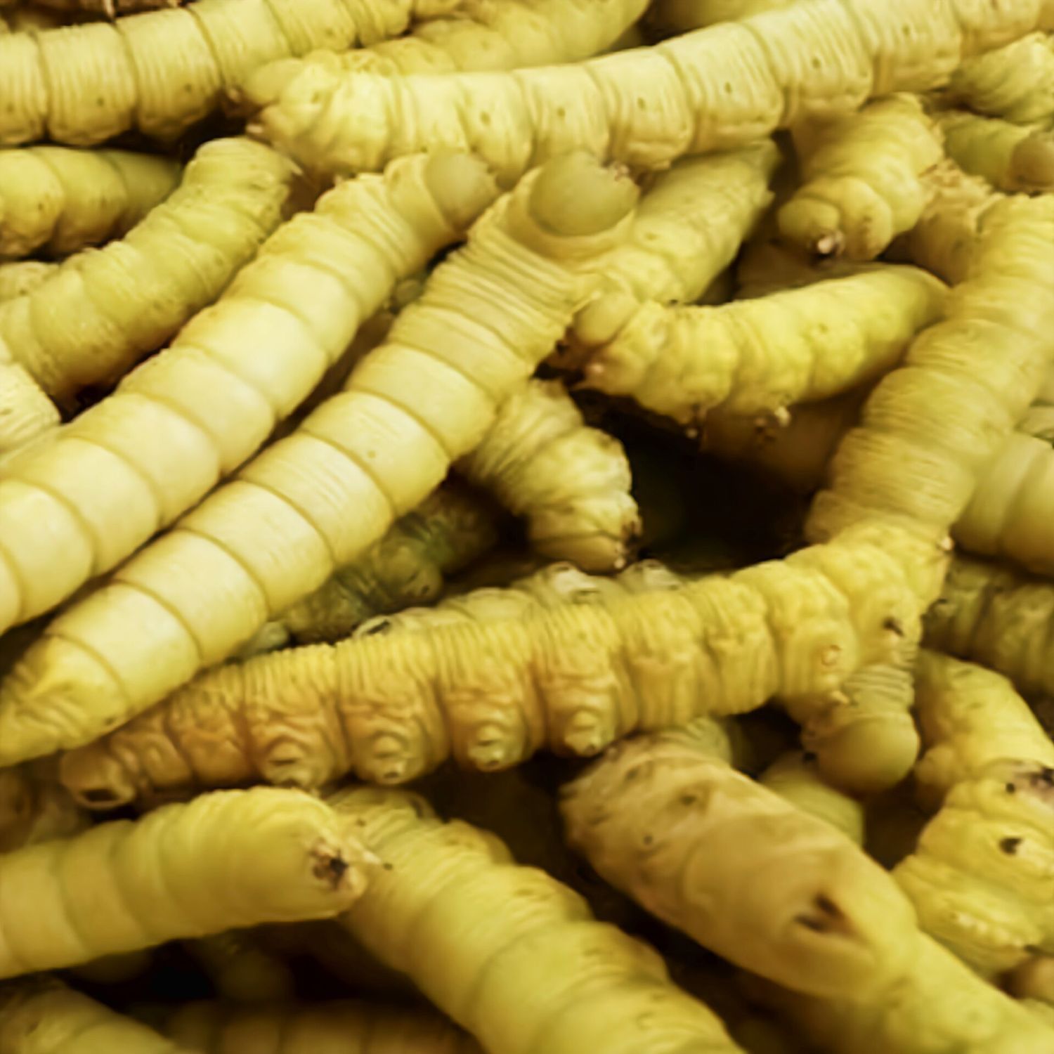 新鲜豆虫豆丹豆虫冷冻豆虫野生山东豆虫大豆虫山东昆虫豆虫批发