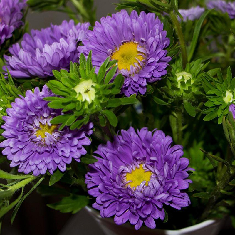 阳台园林地被花卉绿化花草春季种植 苗圃直供紫苑盆栽花苗