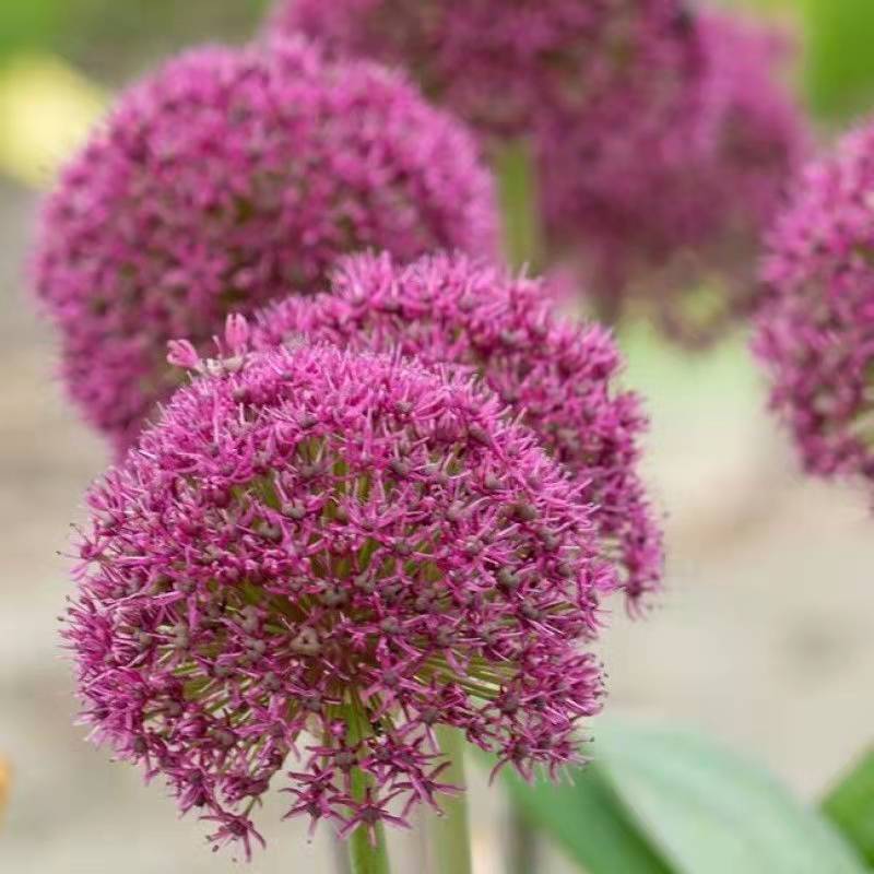 大花葱种球现货耐寒球根花卉植物大使球王庭院阳台盆栽地栽易养