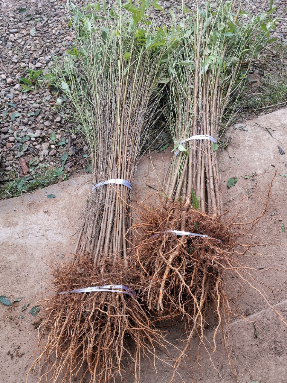 四川发货毛桃苗占地毛桃子苗现挖保湿发货包技术指导可嫁接李桃杏