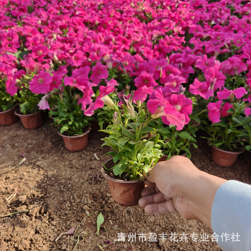 矮牵牛花苗 牵牛花花苗四季室外好养易活易爆盆阳台庭院花卉小苗