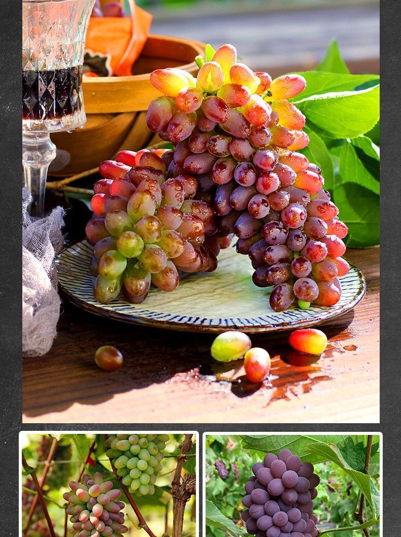 顺丰包邮新鲜现摘郁金香茉莉香无籽提子葡萄孕妇水果应当季甜红提