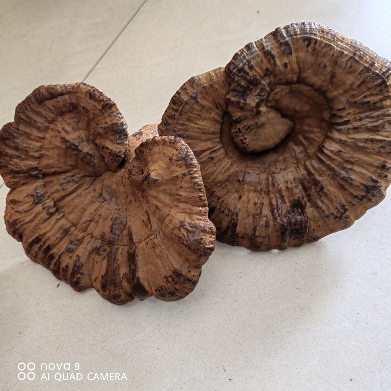 韶关特产干货深山灵芝紫灵芝不苦含孢子粉灵芝整枝可切片散装