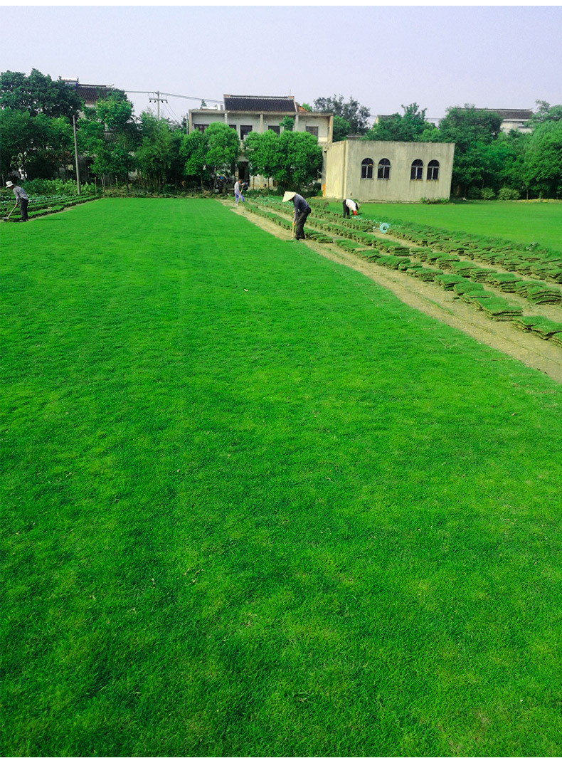 真草皮草坪带泥土地毯草台湾草别墅庭院花园带土绿化马尼拉草坪