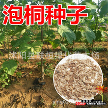 泡桐树种子轻型木质木材树木白花大果泡桐空桐树工程绿化新采种籽