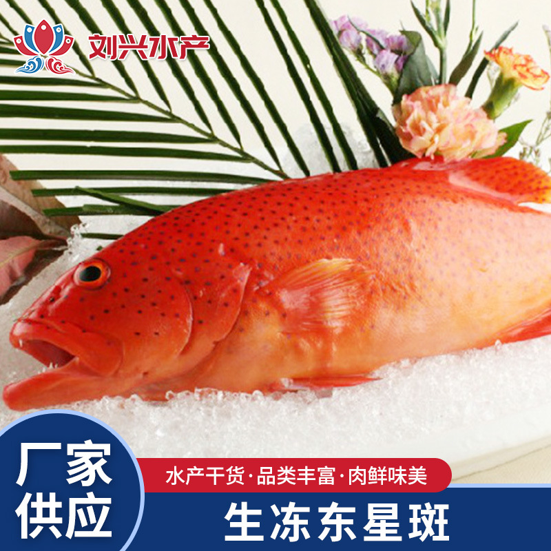 水产批发 菲律宾 生鲜生冻东星斑 东星斑鱼600g/条-阿里巴巴