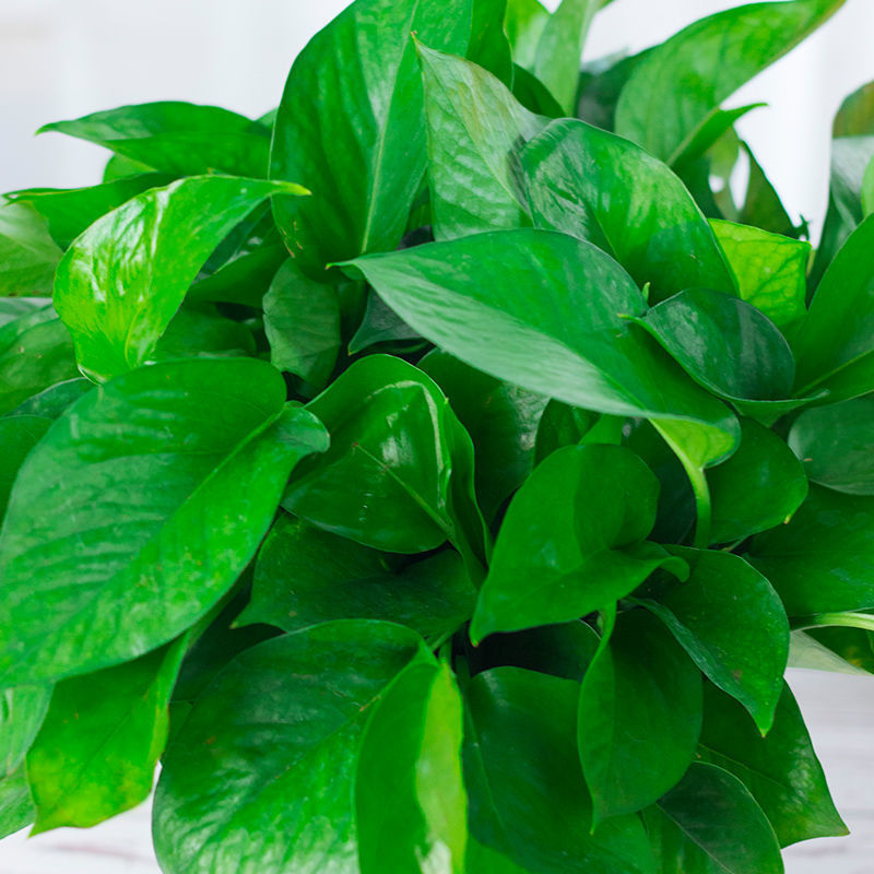 绿箩批发绿萝盆栽花卉绿植长藤吊兰吸水垂吊室内净化空气吸除甲醛