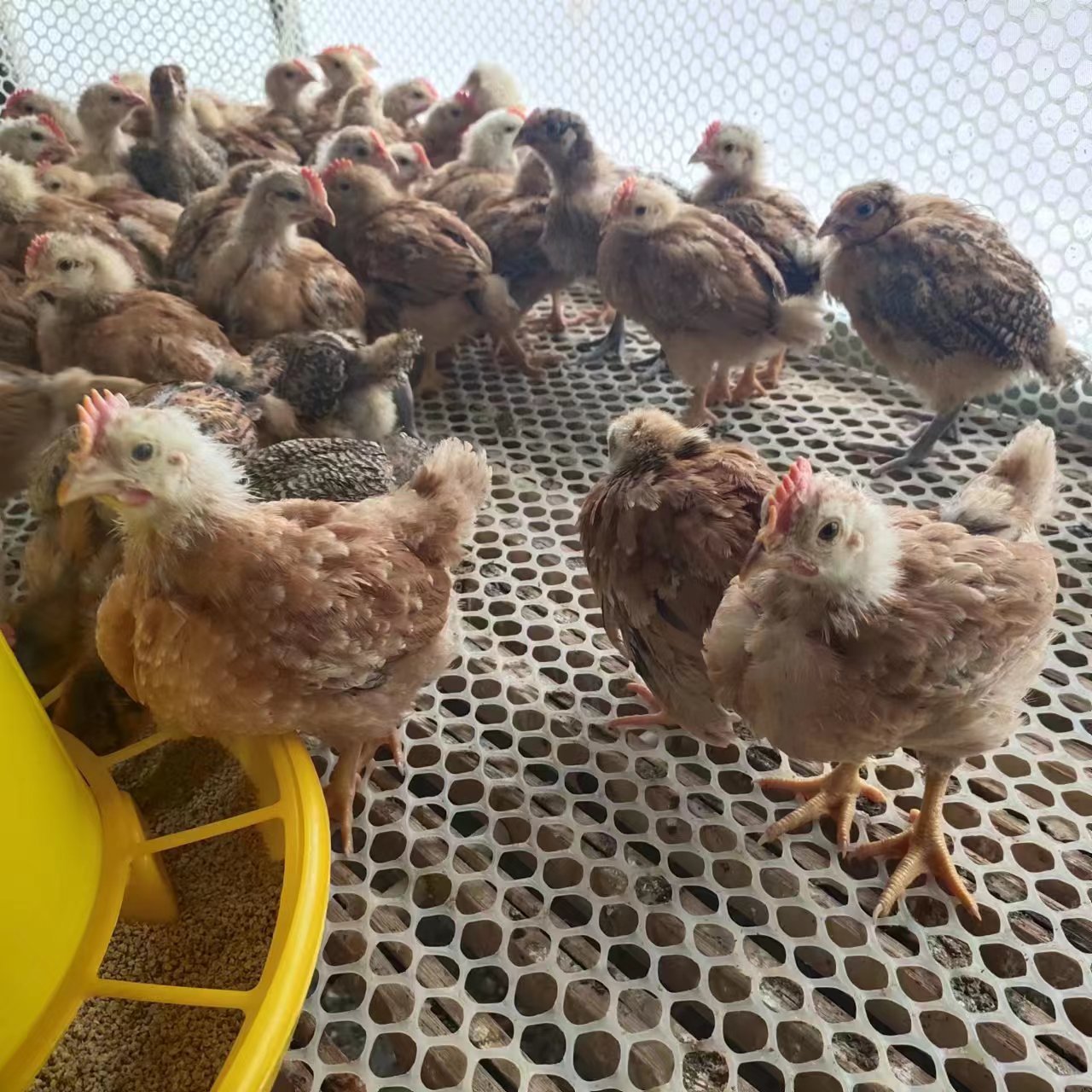 活体小鸡幼苗活体九斤红 红玉鸡苗九斤红大红公鸡脱温鸡仔 红玉鸡