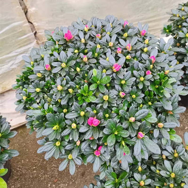 杨梅红杜鹃花盆栽带花苞四季开花室内外庭院阳台绿植农场直发