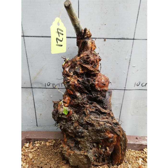 精品黄荆树桩舍利镂空疙瘩老桩庭院阳台盆景素材练手易活盆栽绿植