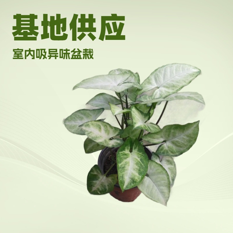 基地供应办公居家除异味绿精灵合果芋小盆栽室内花卉观赏植物批发