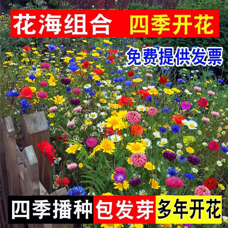 四季野花组合花种子批发美丽乡村花海景区花卉种子百日草格桑花种