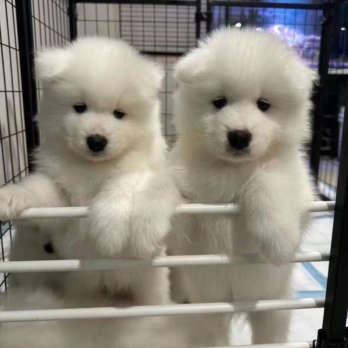 纯种萨摩耶犬幼犬活体熊版白色雪橇犬微笑天使萨摩耶犬活物宠物狗