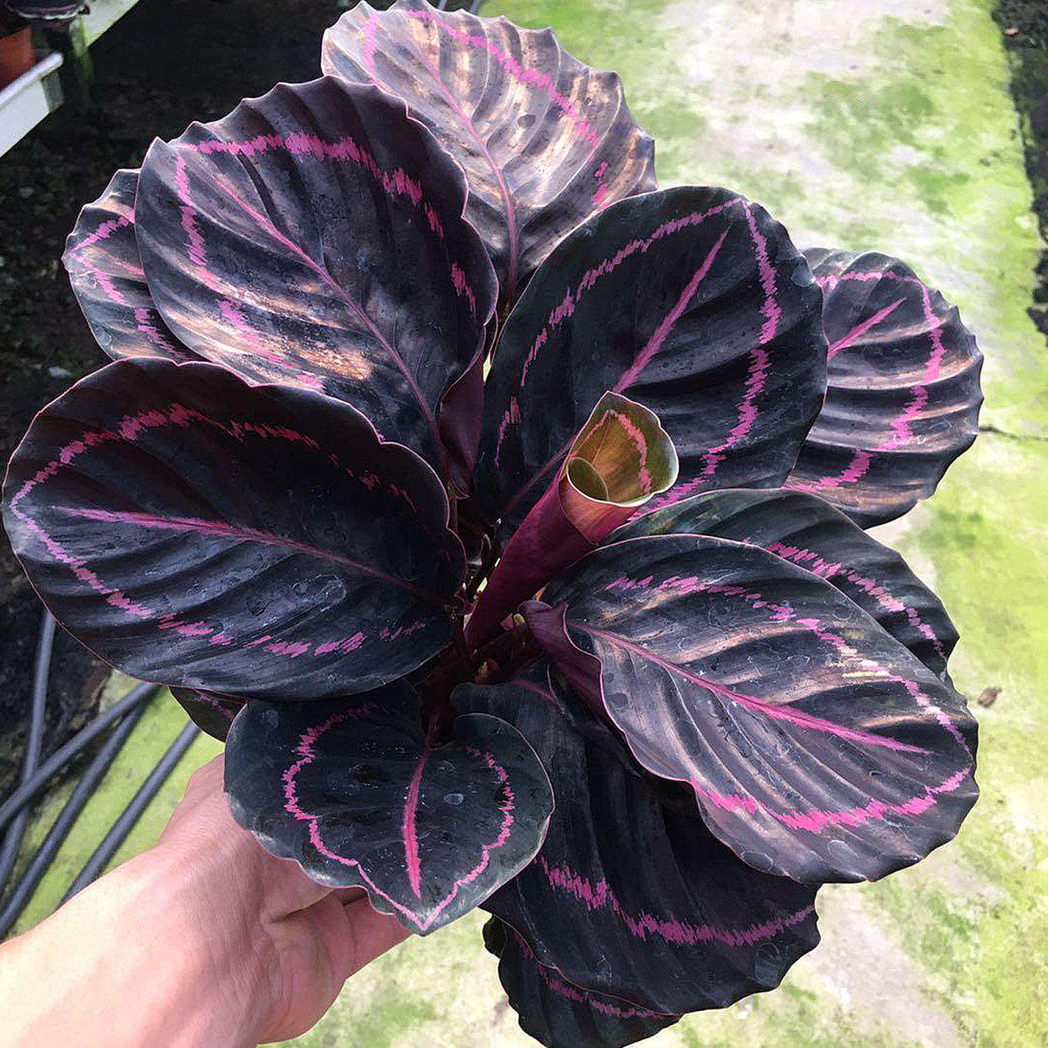 基地直供 花卉盆景植物 居家绿植花卉植物110#150#红美丽竹芋