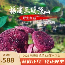 新货特级！特级！福建三明野生正宗蓝底正红菇特产干货500g包邮