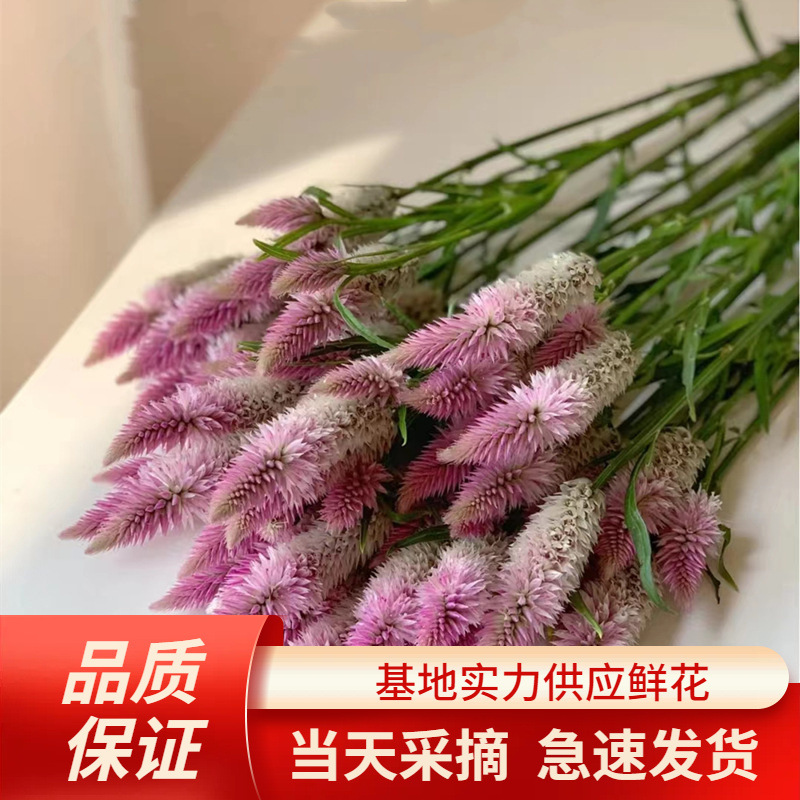 多头凤尾鲜花云南鲜花基地直发情人节家庭公司批发社区用花-阿里巴巴