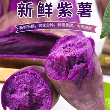 紫薯香甜沙地紫罗兰新鲜番薯红薯紫红薯地瓜蜜薯批发蔬菜厂家批发