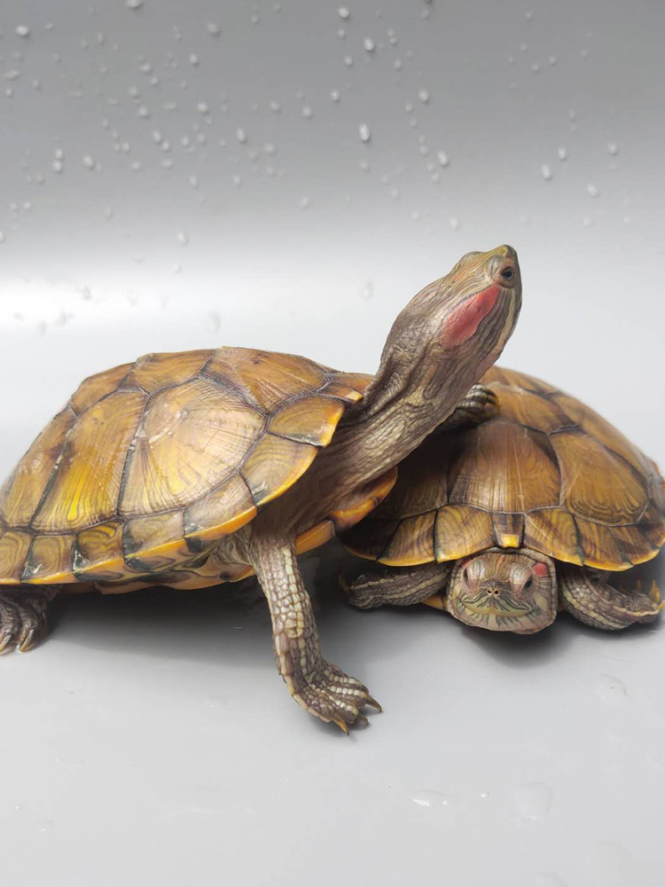 大乌龟活体黄金巴西龟活物情侣龟一对淡水龟红耳龟宠物水龟观赏龟