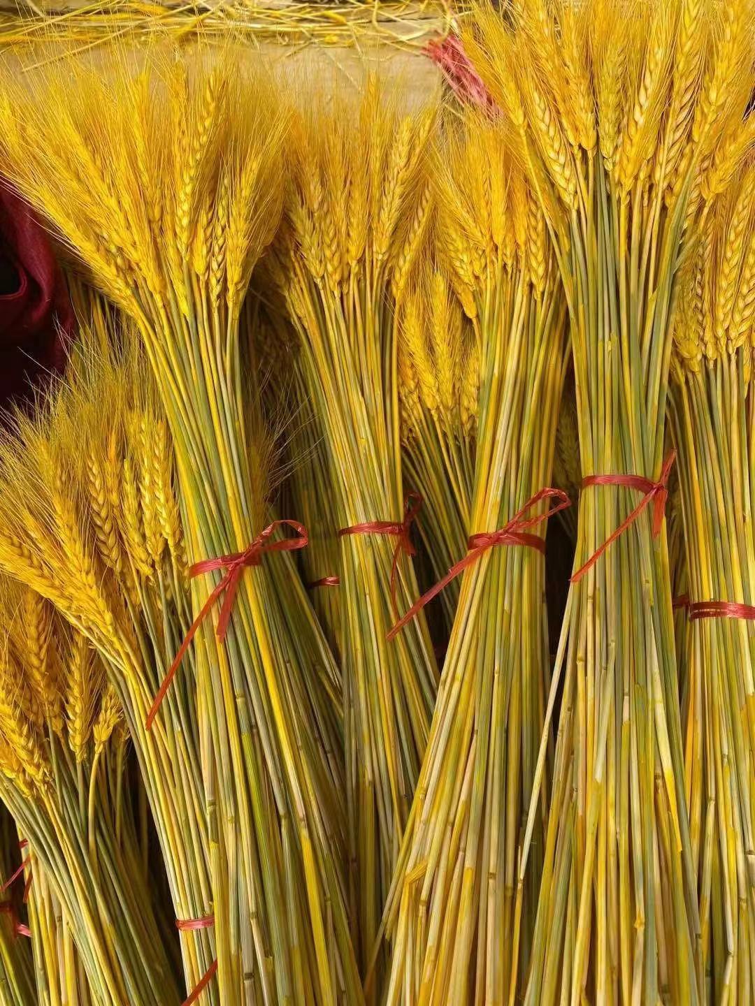 四川基地大麦直发