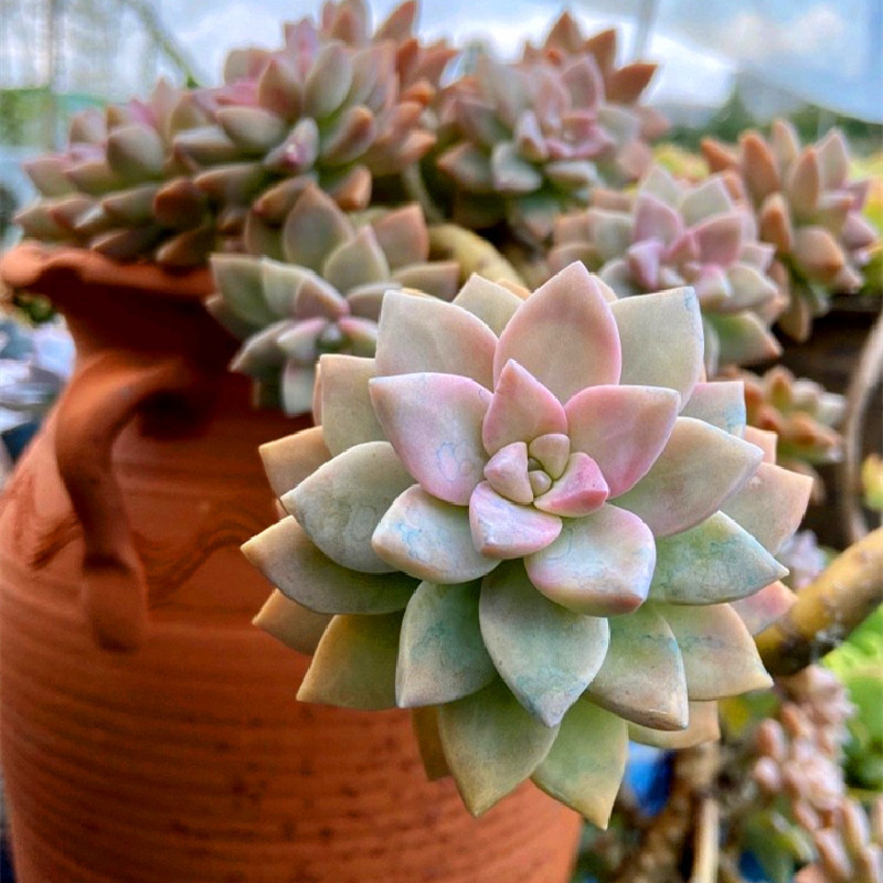 淡雪多肉幽灵公主老桩清棚多头大株老庄超大冬季多肉植物肉嘟嘟