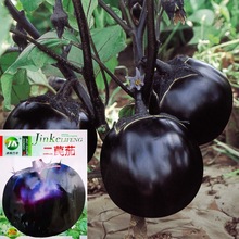 快圆茄种子二苠茄种籽蔬菜种孑春四季农家菜园大田盆栽大紫圆茄子