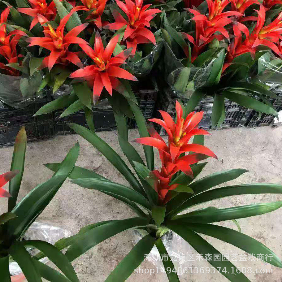 吉利红星盆栽鸿运当头室内好养水培植物凤梨花办公室客厅开花绿植