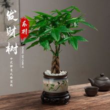 发财树盆栽植物室内办公室好养绿植水培客厅小盆景四季常青招财树