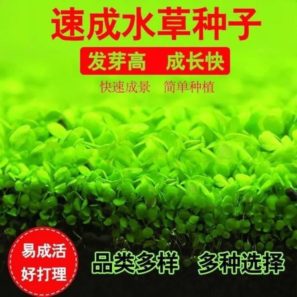 鱼缸增氧水草坪种子速成水草种子发芽率高牛毛草大小对叶草种子