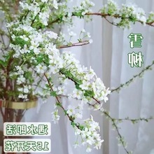 雪柳干支枯木梅素心腊梅寸寸金遇水开花水培鲜花室内花卉冬季好养