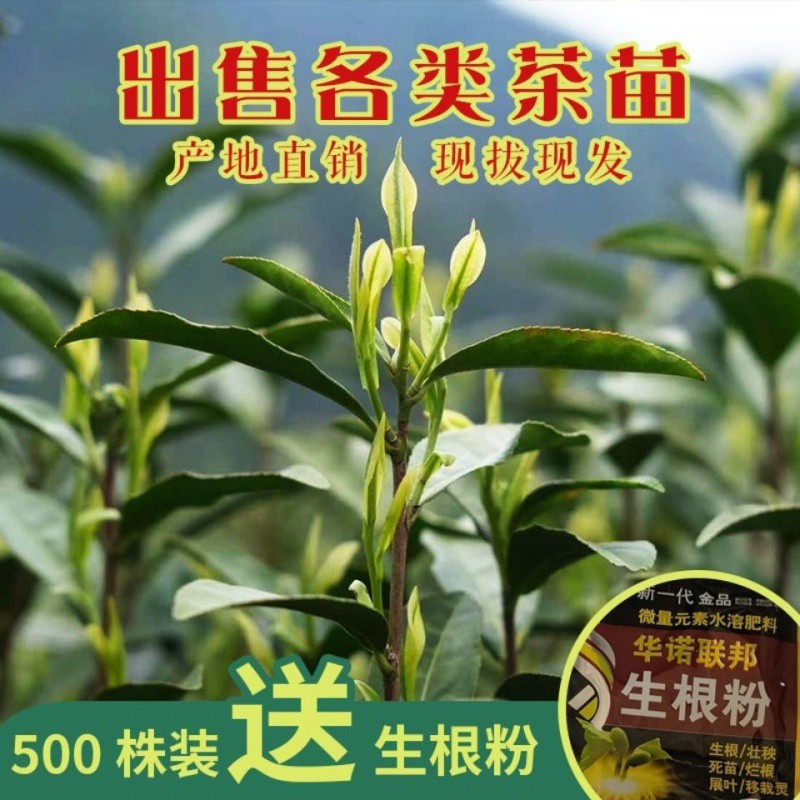 【茶树苗500株装包邮】龙井43茶苗乌牛早苗黄金芽安吉白茶浙农117