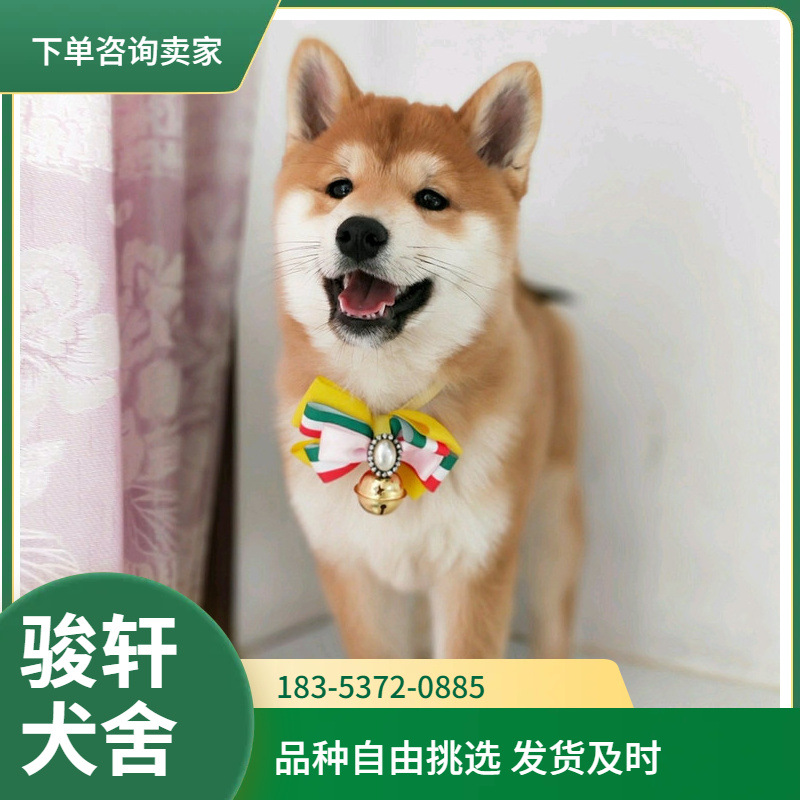 纯种柴犬幼犬活体豆柴宠物犬秋田犬小型犬柴犬幼崽宠物狗小狗狗