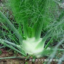 【割了又长】球茎茴香种子结球割茬大茴香阳台四季可食用回香菜种