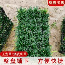 日本矮麦冬草玉龙草盘苗方穴盘庭院草坪草皮真草耐寒植物麦冬草苗