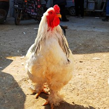 正宗大体型梵天鸡婆罗门鸡活体幼苗出售婆罗门脱温小鸡苗种蛋