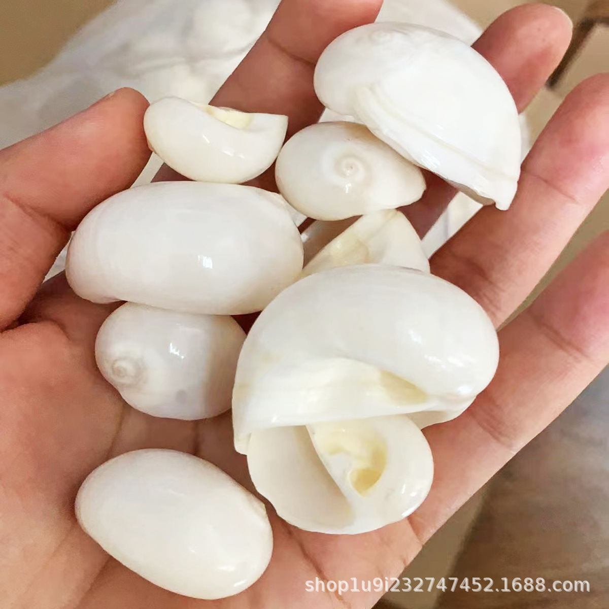 爱贝来贝壳海螺 天然白玉螺 寄居蟹替换壳批发 手工绘画贝壳货源