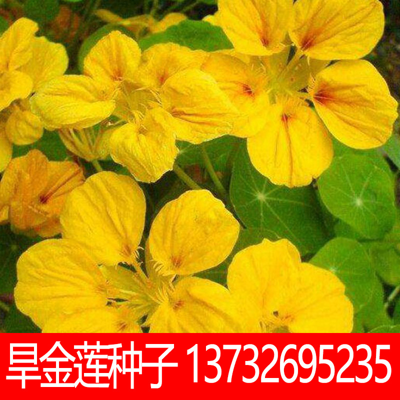 四季旱金莲种子 旱荷花种子 金莲花室内阳台盆栽花卉种子