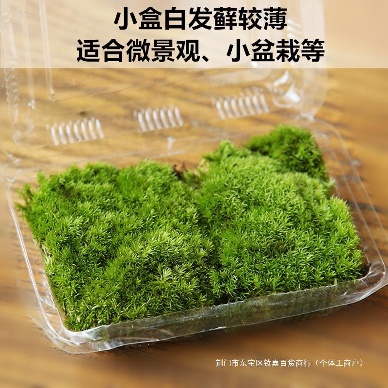 鲜活青苔苔藓微景观生态瓶 白发藓假山盆栽迷你植物diy乌龟缸造景