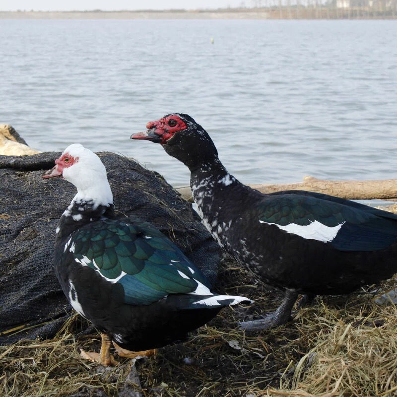 【农家散养】番鸭红头鸭藤鸭鸳鸯鸭鸭子屯鸭木头鸭红脸鸭