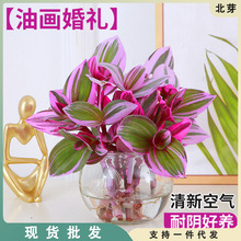 油画婚礼吊兰水培植物是内盆栽办公室桌面绿植花卉紫露兰四季好养