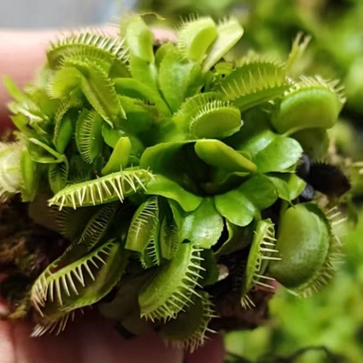 花市捕蝇草食虫草穴盘苗食虫植物