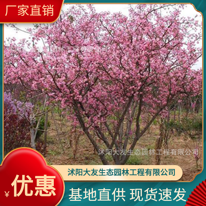 基地批发 自产自销海棠树苗 景区造景道路园林工程绿化苗